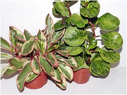 Пеперомия obtusifolia variegata